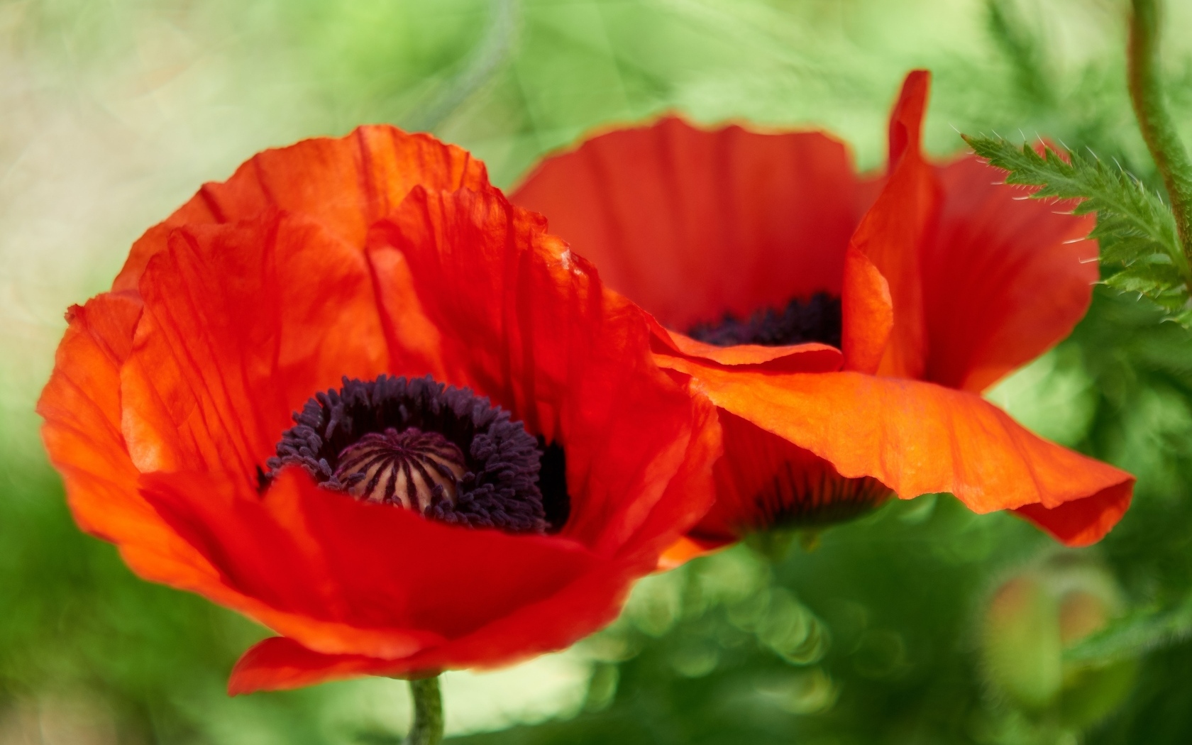 Два цветка декоративного садового мака