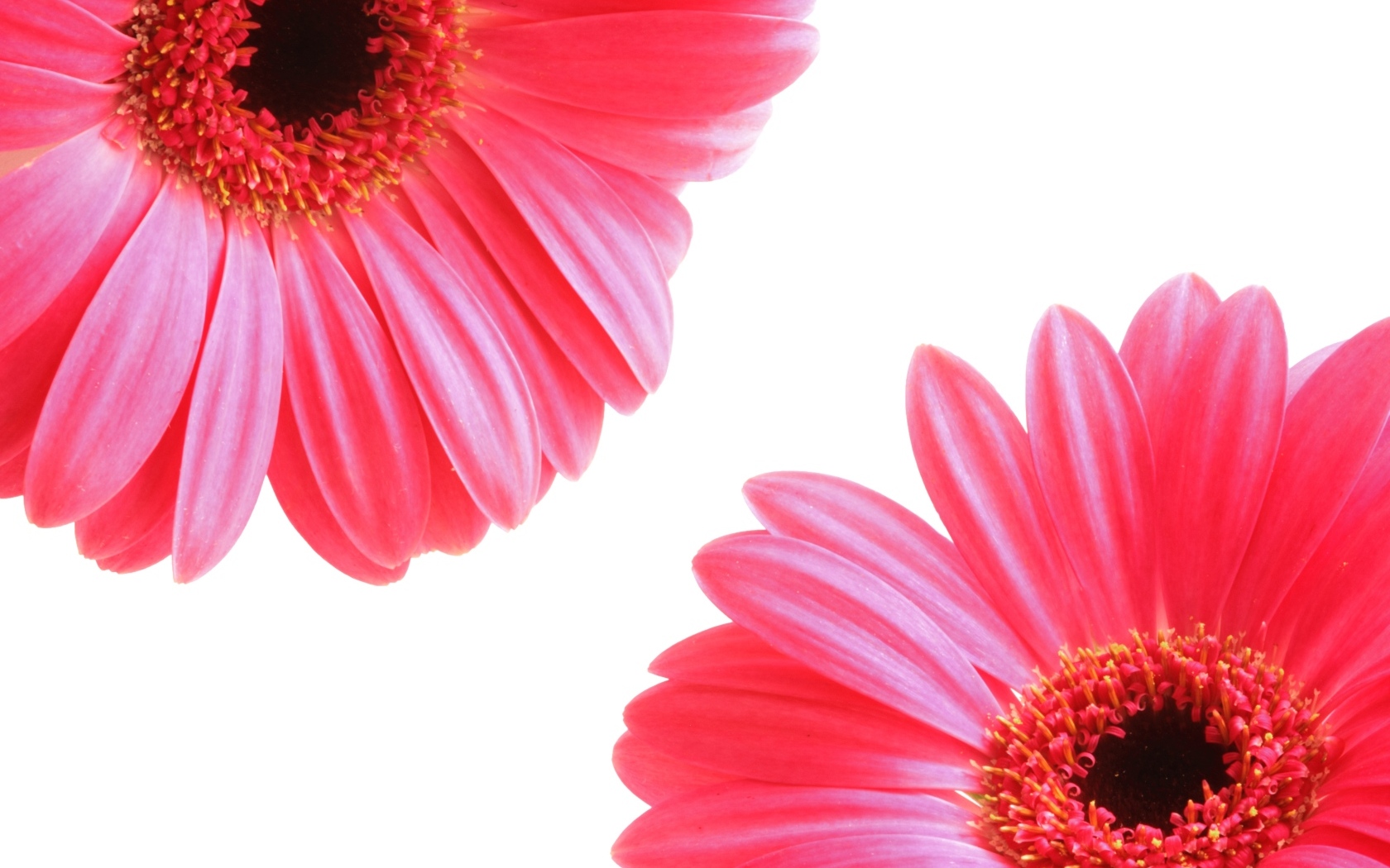 Два цветка розовой герберы на белом фоне