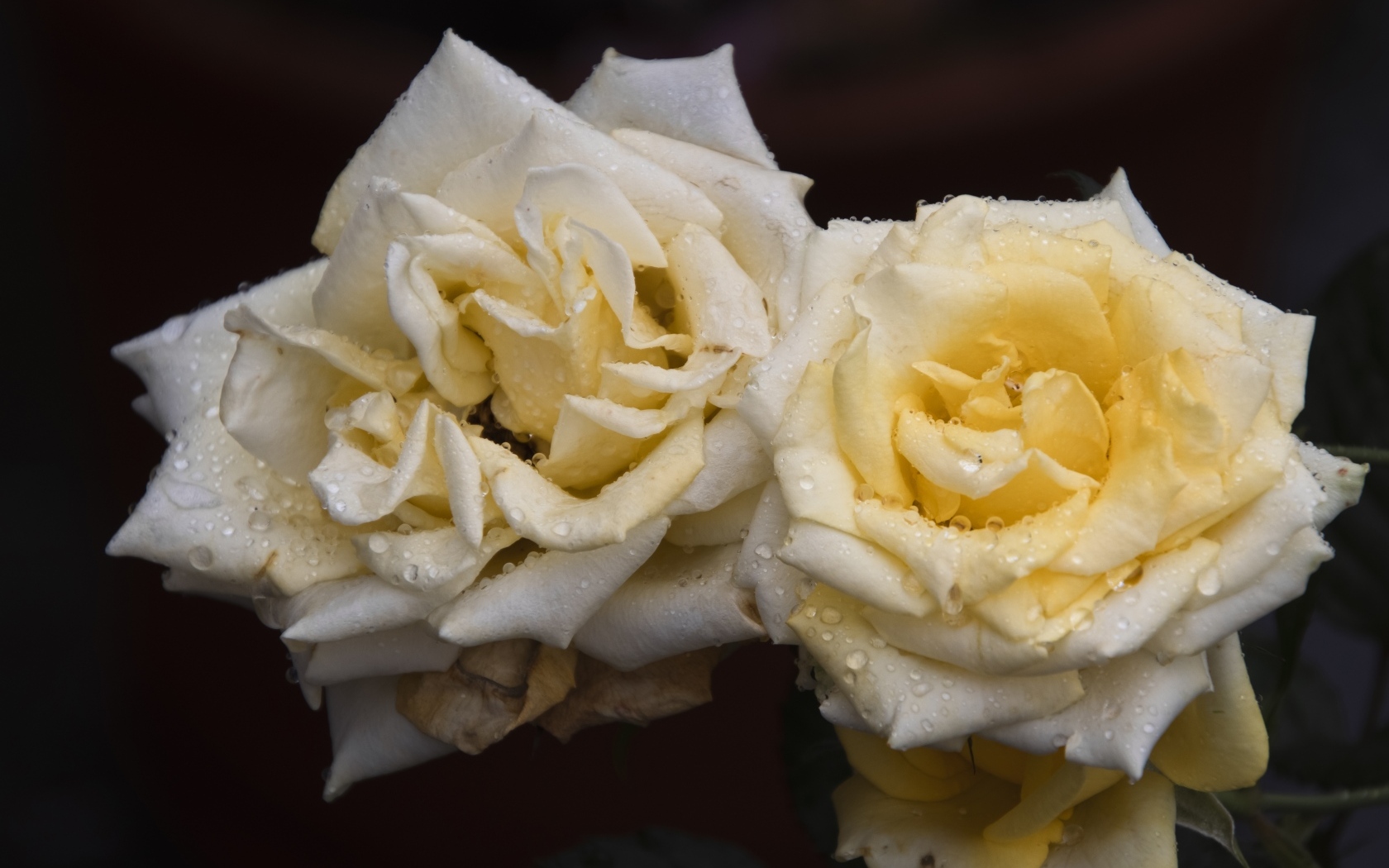 Две белые розы в каплях  росы на черном фоне