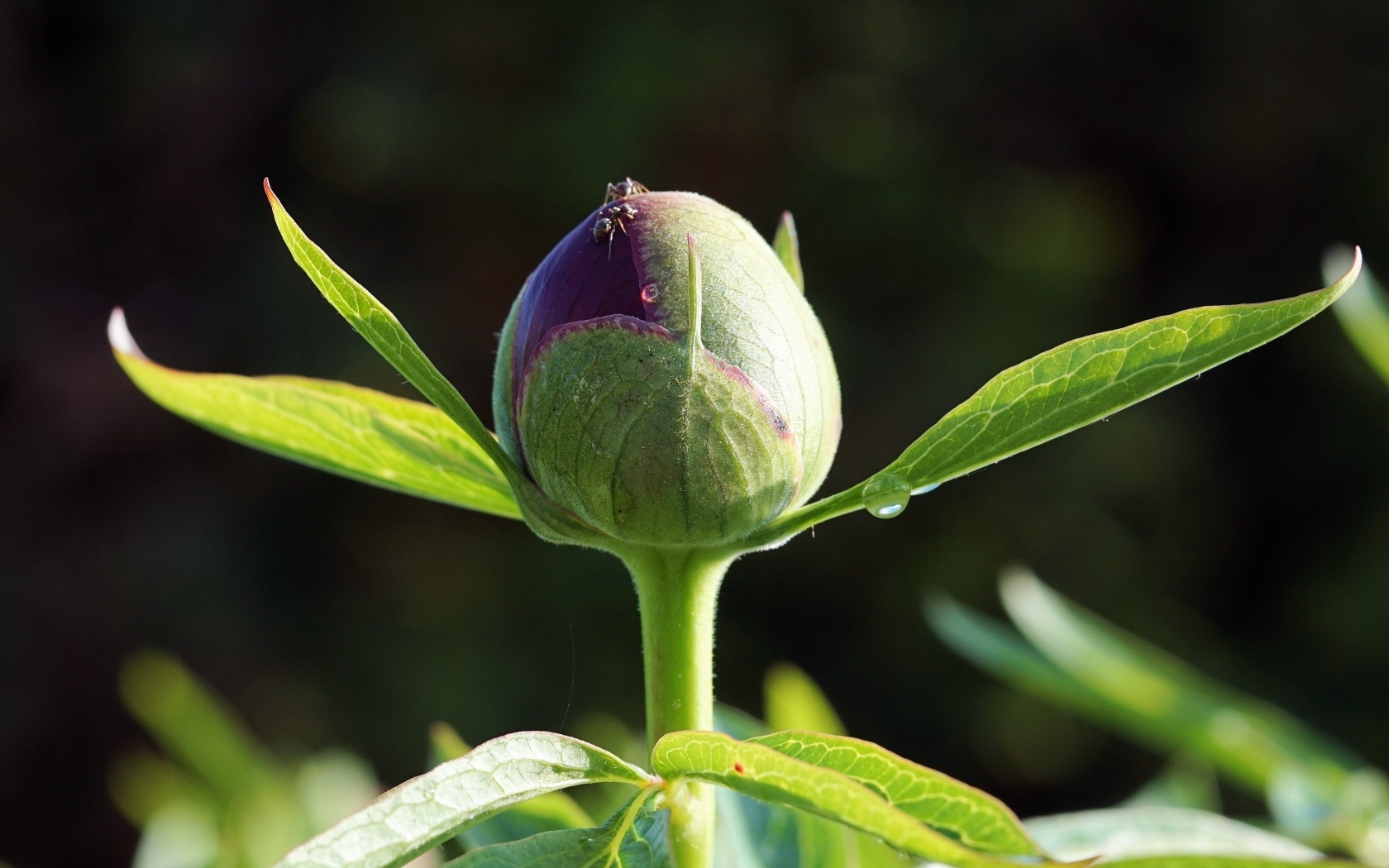Нераспустившийся бутон пиона крупным планом