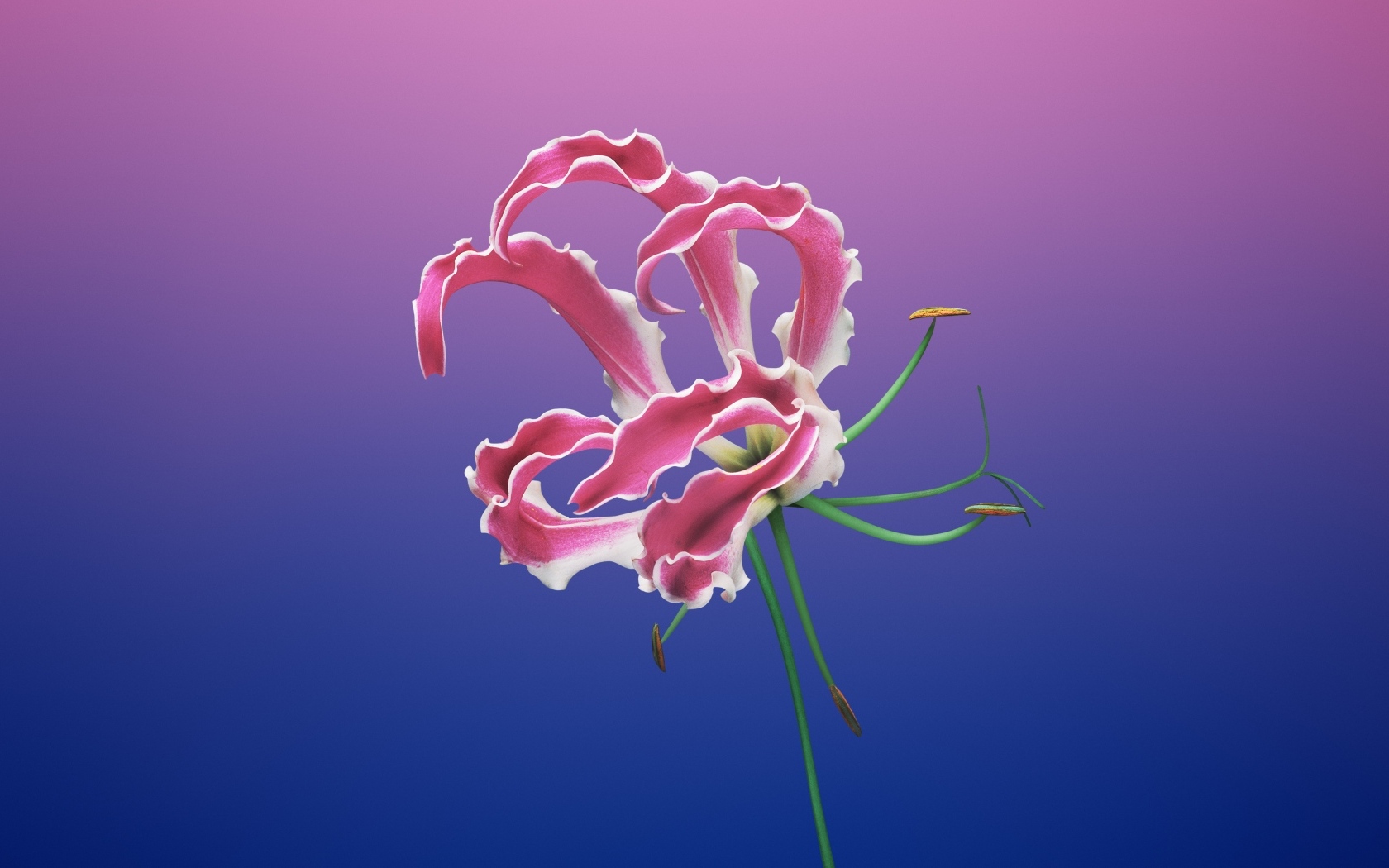 Необычная розовая лилия на синем фоне