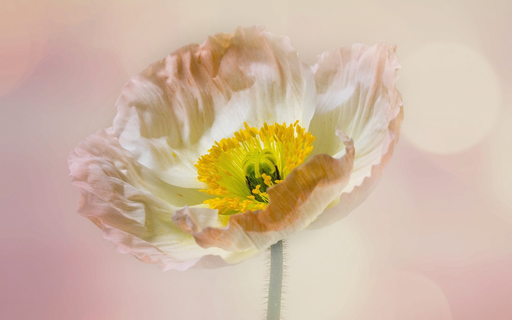 Необыкновенный цветок мака на розовом фоне