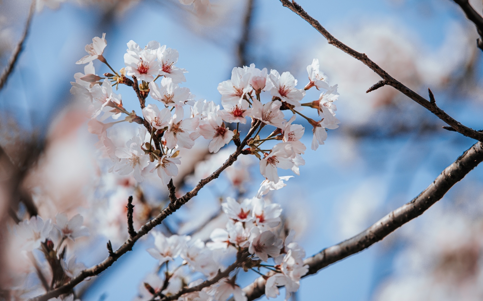 Буйное цветение абрикоса весной