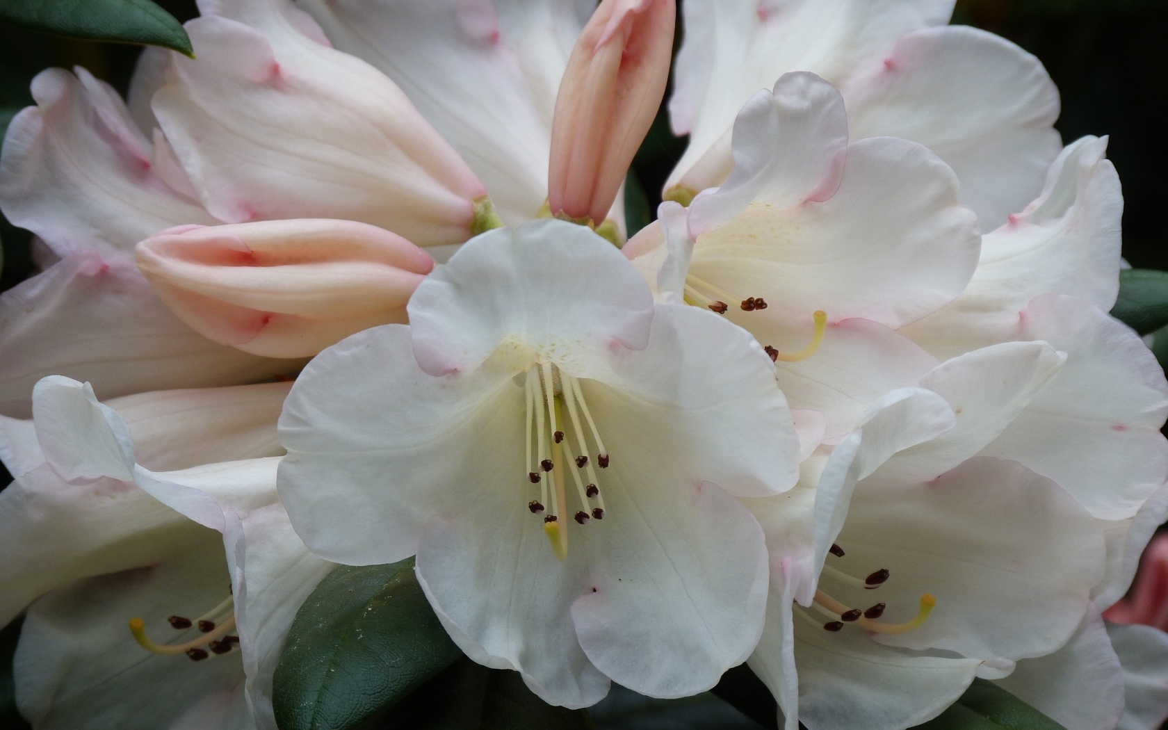 Белые цветы азалии крупным планом