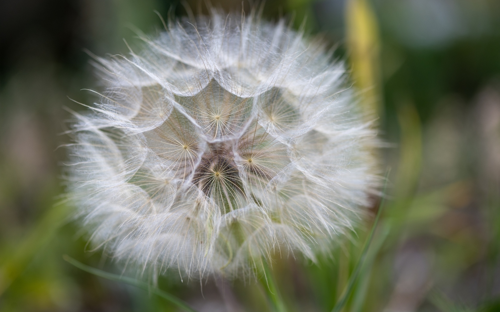 Белый красивый одуванчик крупным планом
