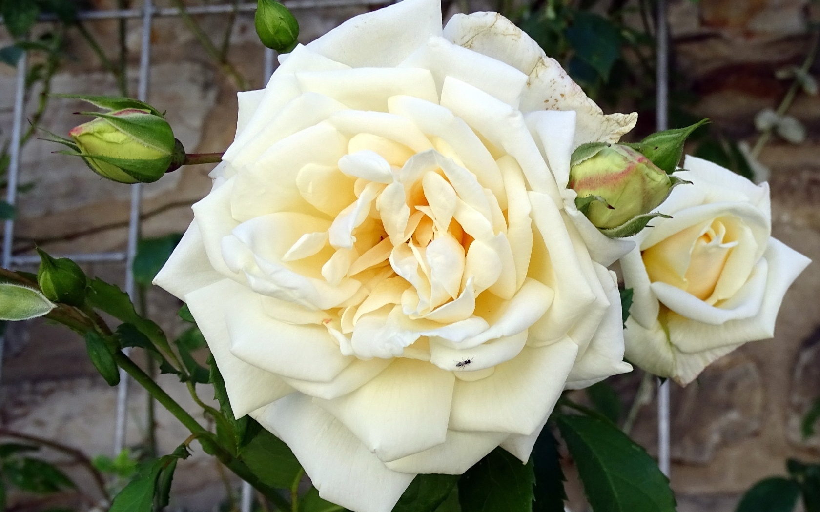 Белый красивый цветок розы с бутонами