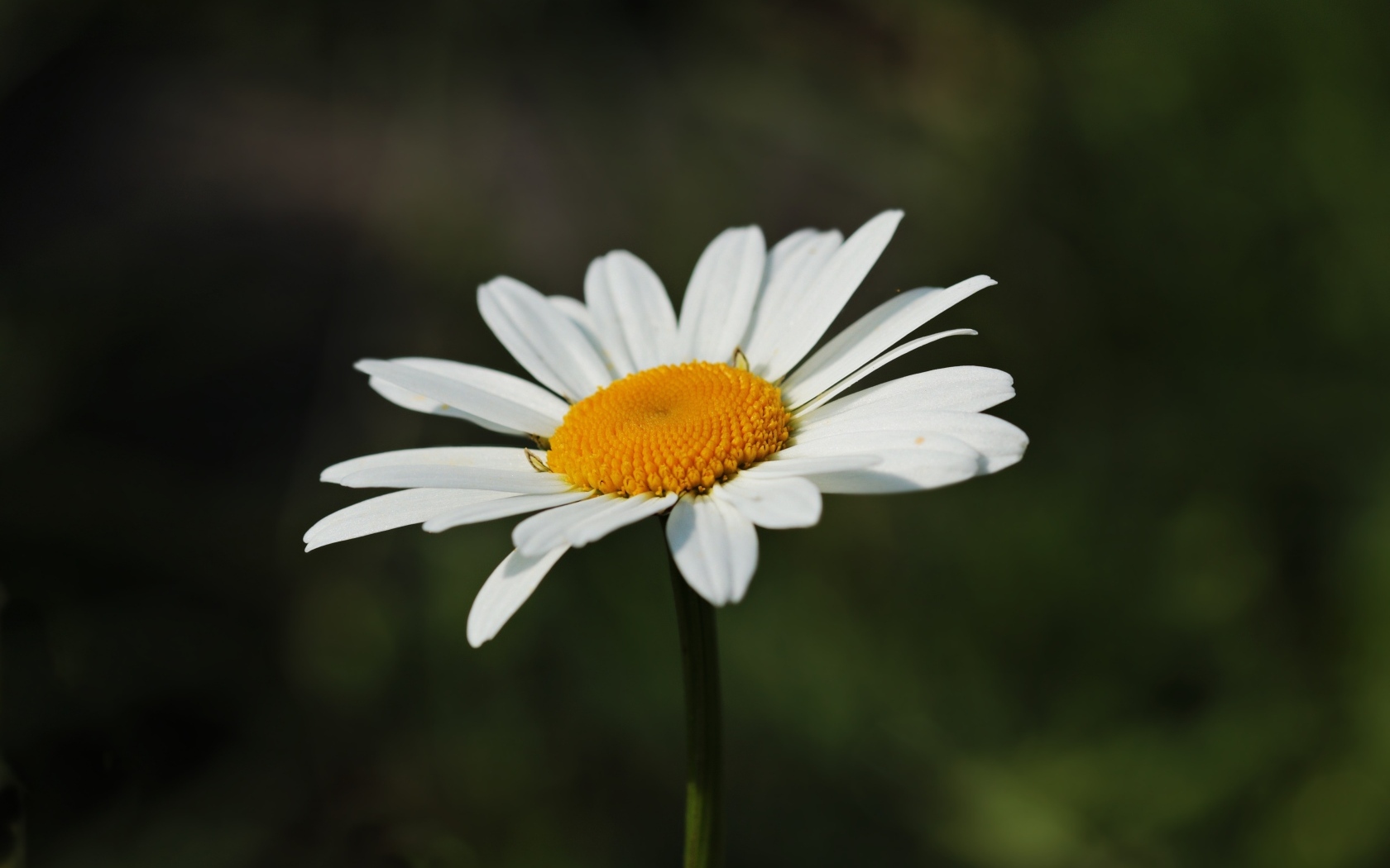 Белый цветок ромашки крупным планом