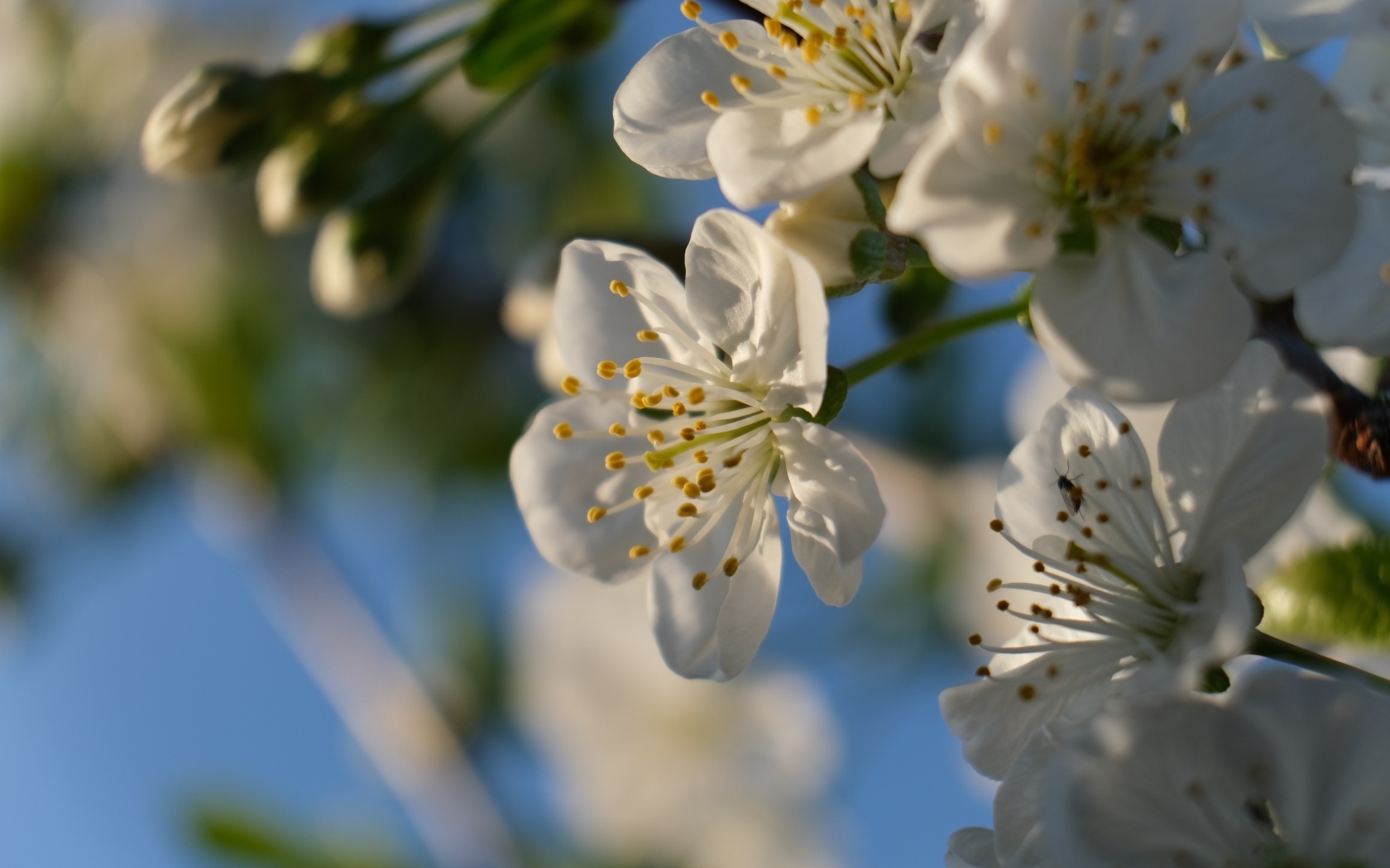 Белые цветы вишни распускаются на ветке весной