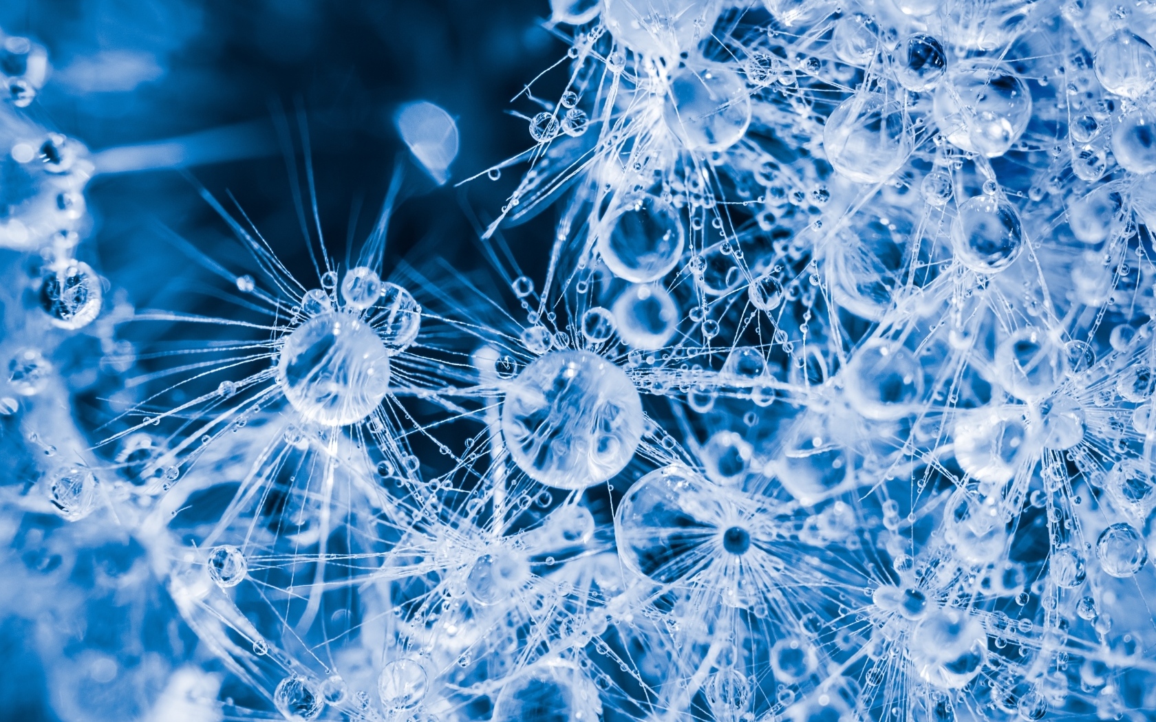 Покрытый каплями воды белый цветок одуванчика