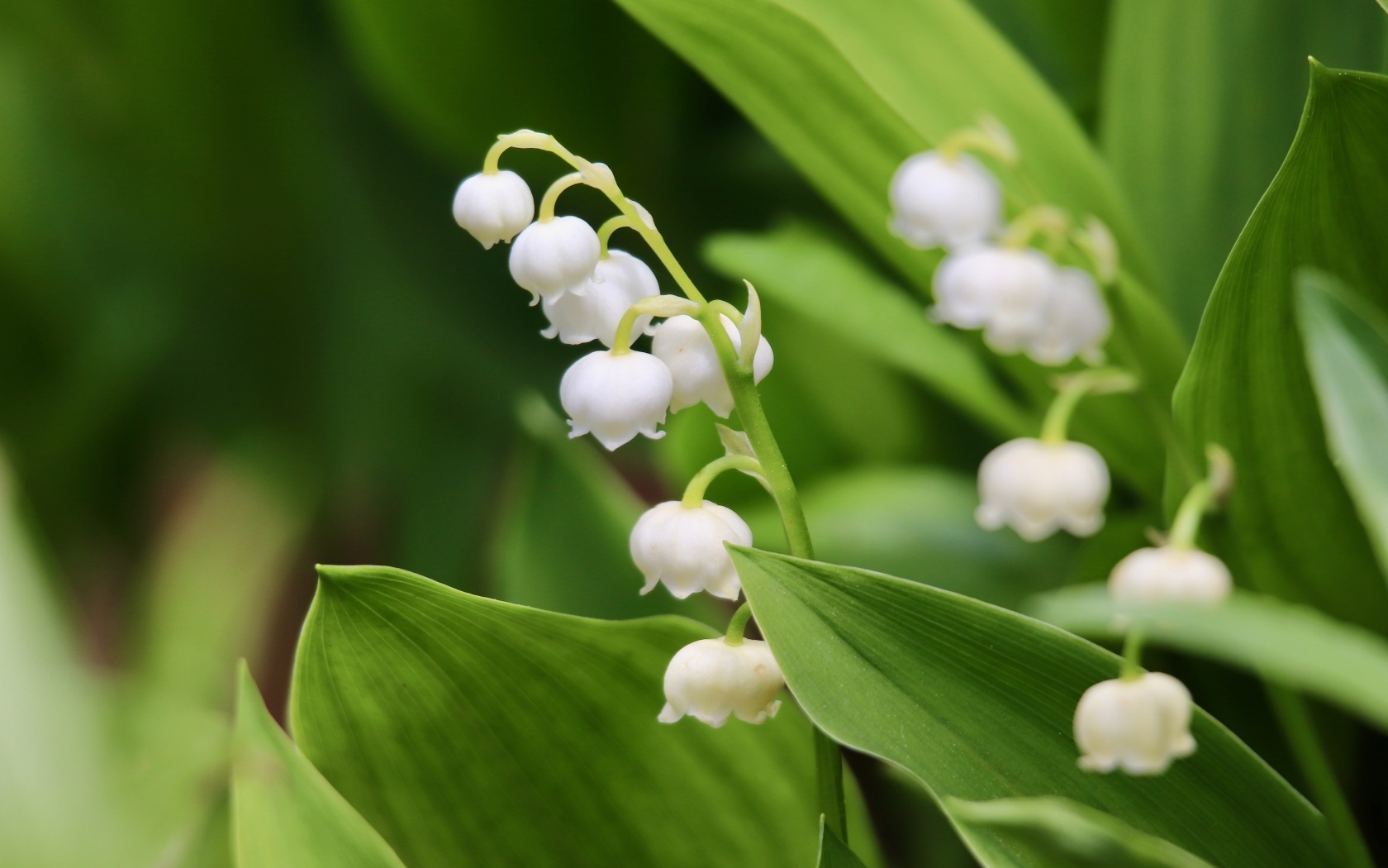 Белые нежные цветы ландыша с зелеными листьями