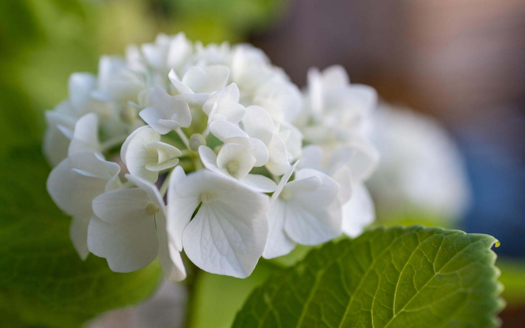 Белые цветы гортензии с зелеными листьями