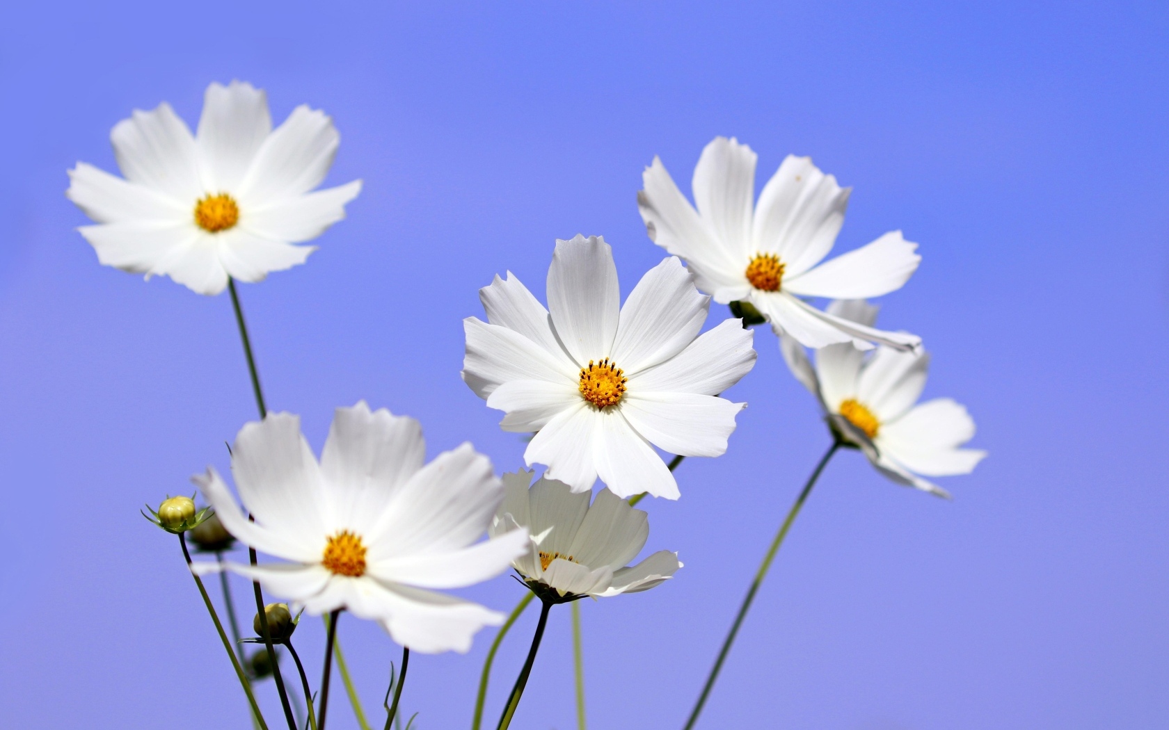 Белые цветы космея на фоне голубого неба