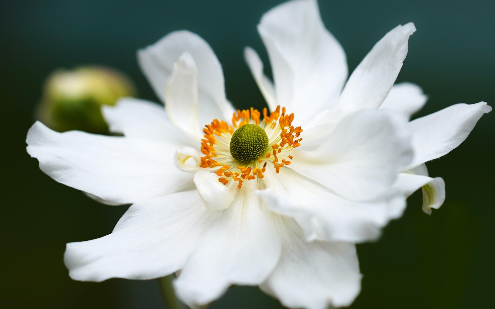 Белый крупный цветок анемоны в саду