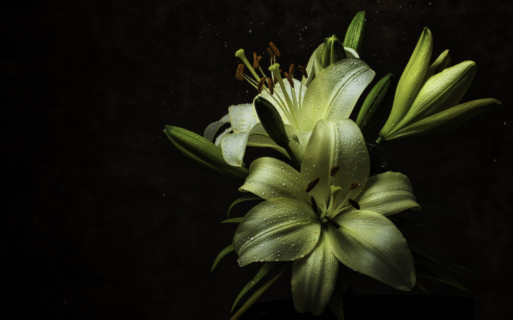Белые цветы лилии в каплях росы на черном фоне