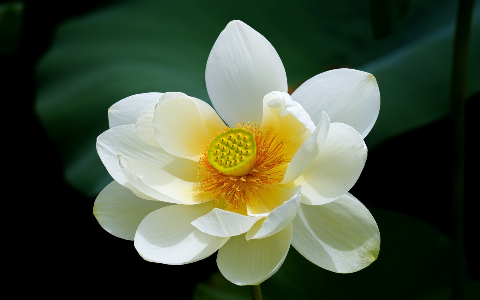 Белый цветок лотоса с желтой серединкой крупным планом