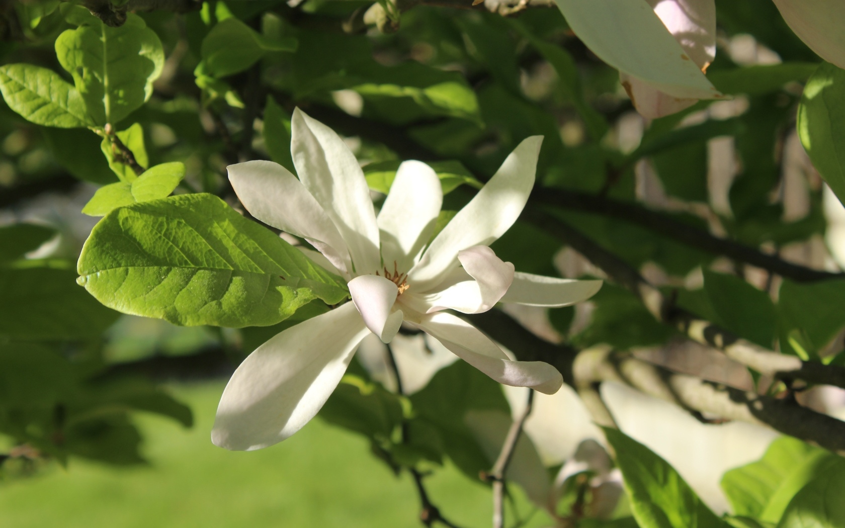 Белый цветок магнолии в зеленых листьях