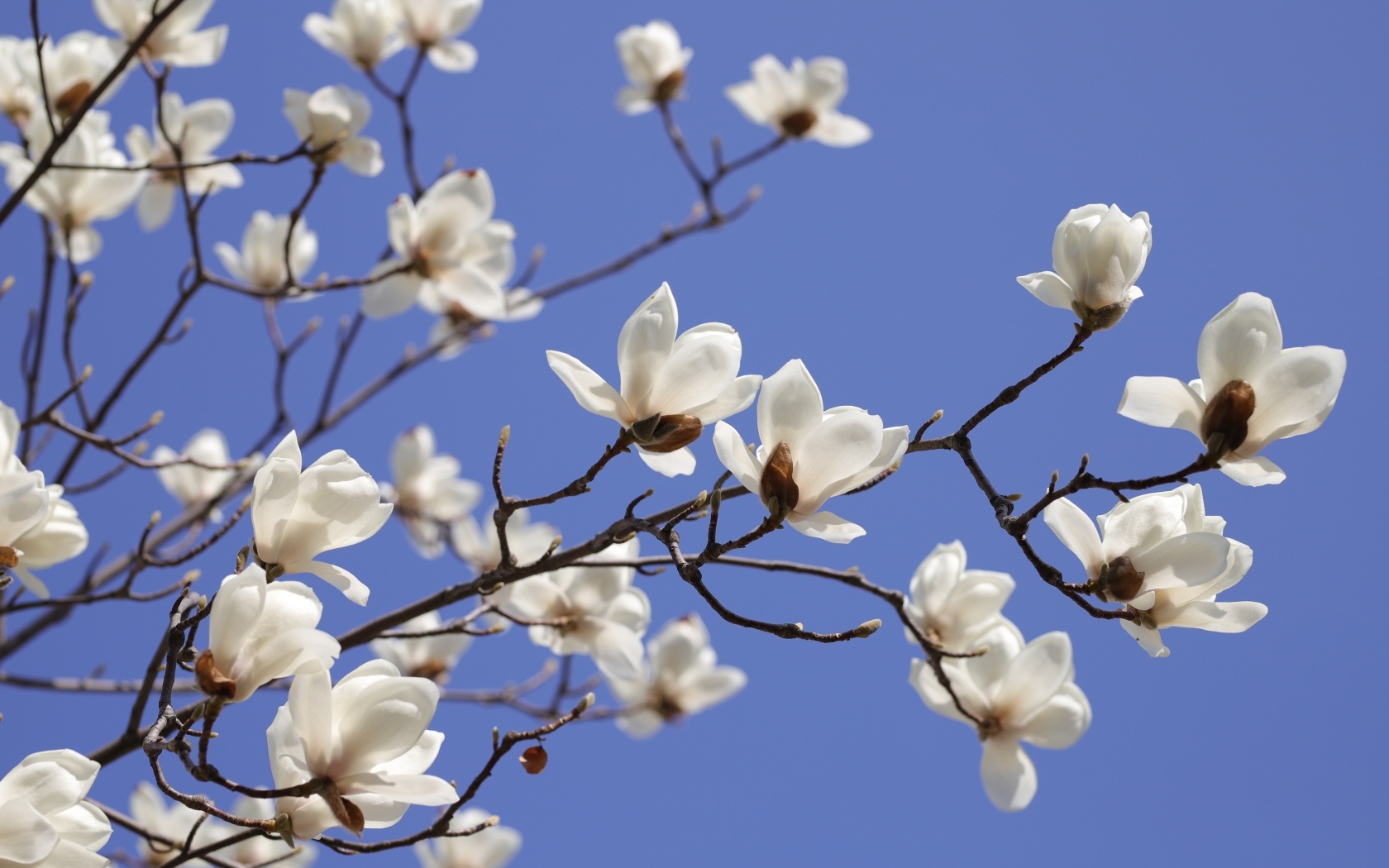 Белые цветы магнолии на ветке на фоне голубого неба