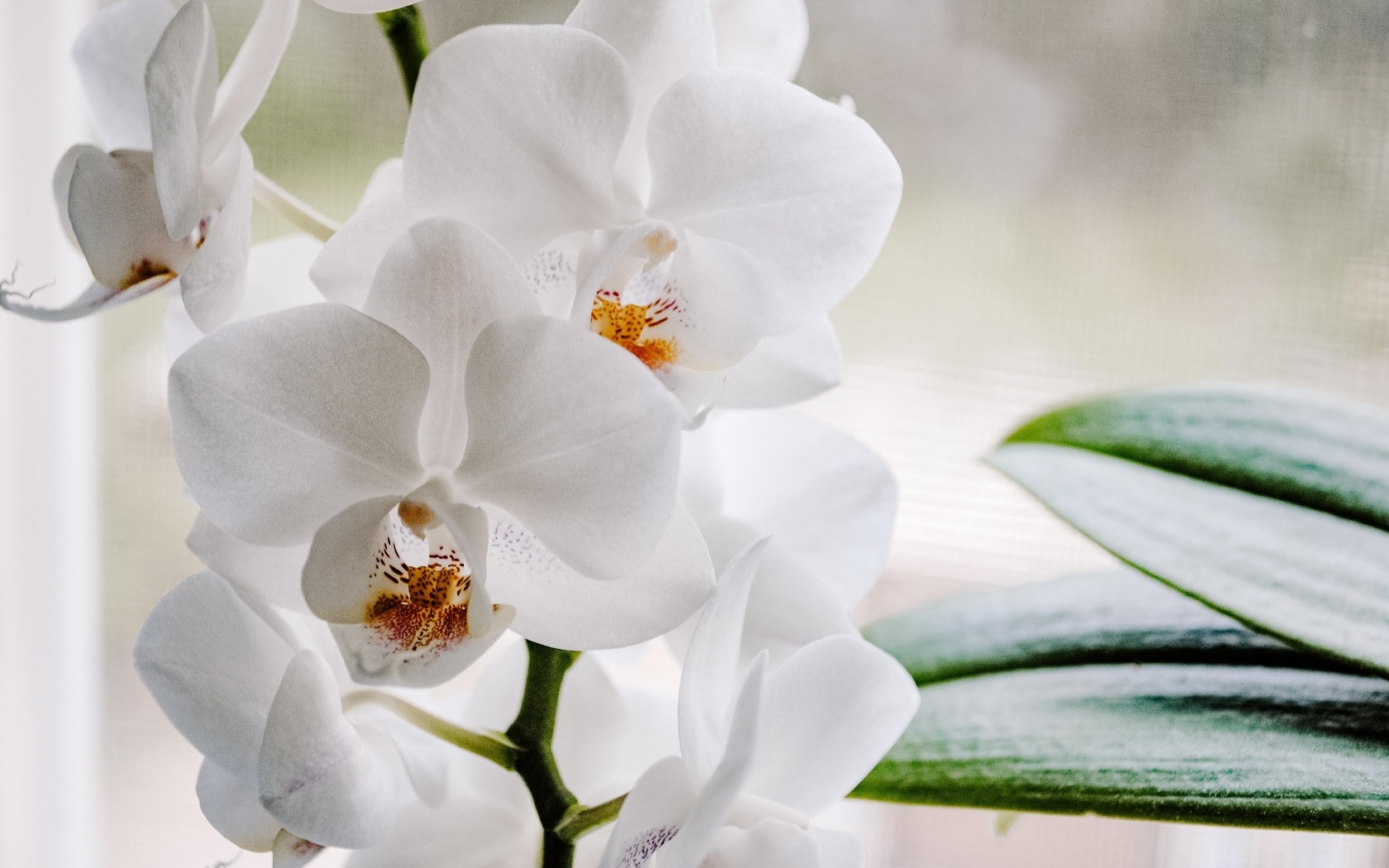 Белые цветы орхидеи с большими зелеными листьями