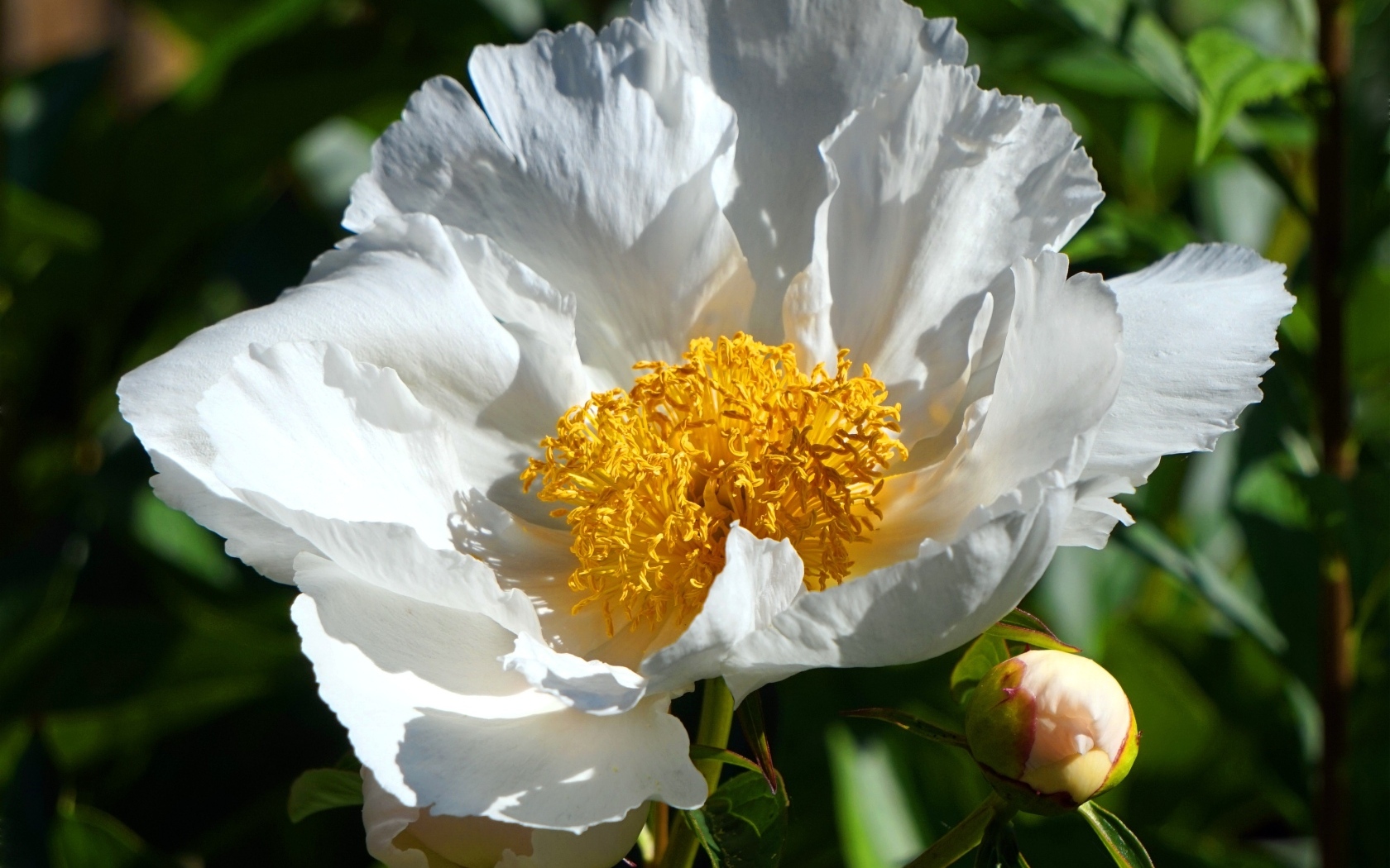 Белый пион с бутоном крупным планом