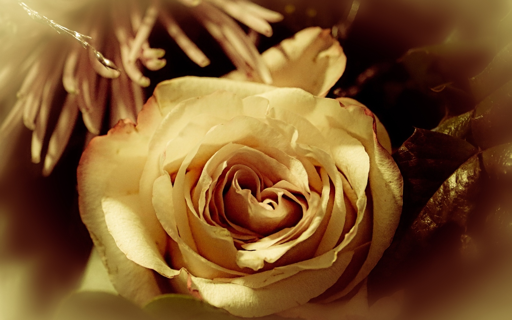 Белый цветок розы в букете вблизи