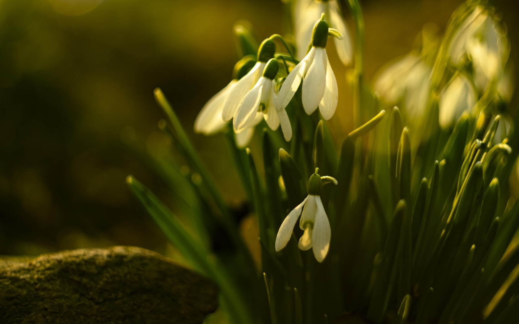 Белые цветы подснежника в лучах весеннего солнца