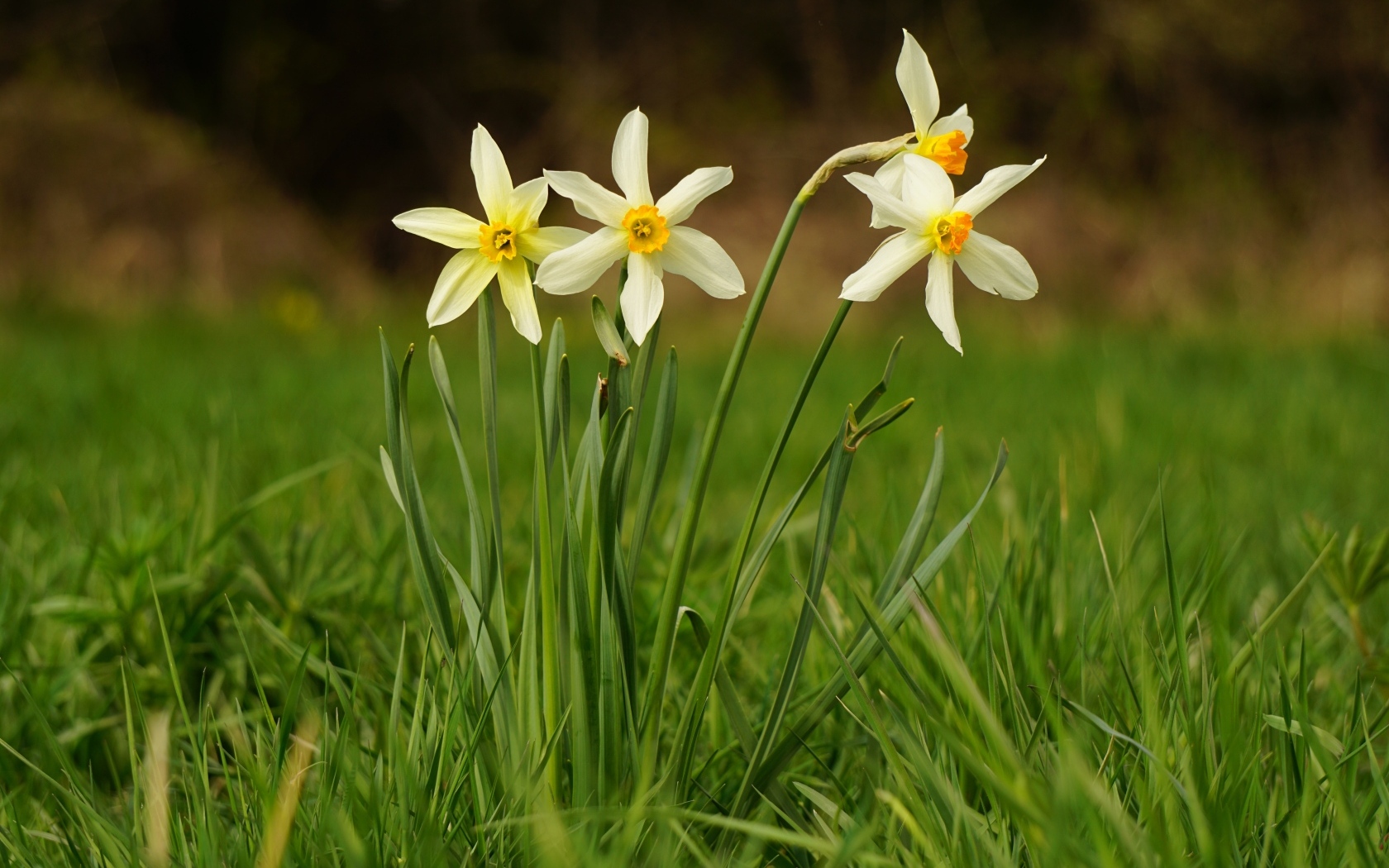 Белые весенние нарциссы в зеленой траве