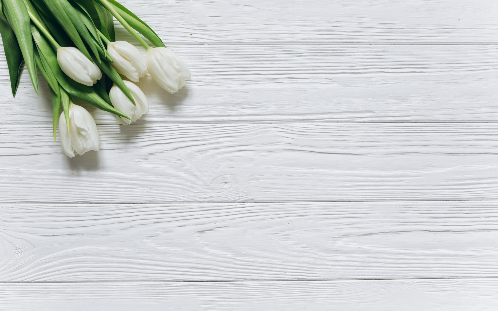 Белые тюльпаны в углу на белом деревянном фоне