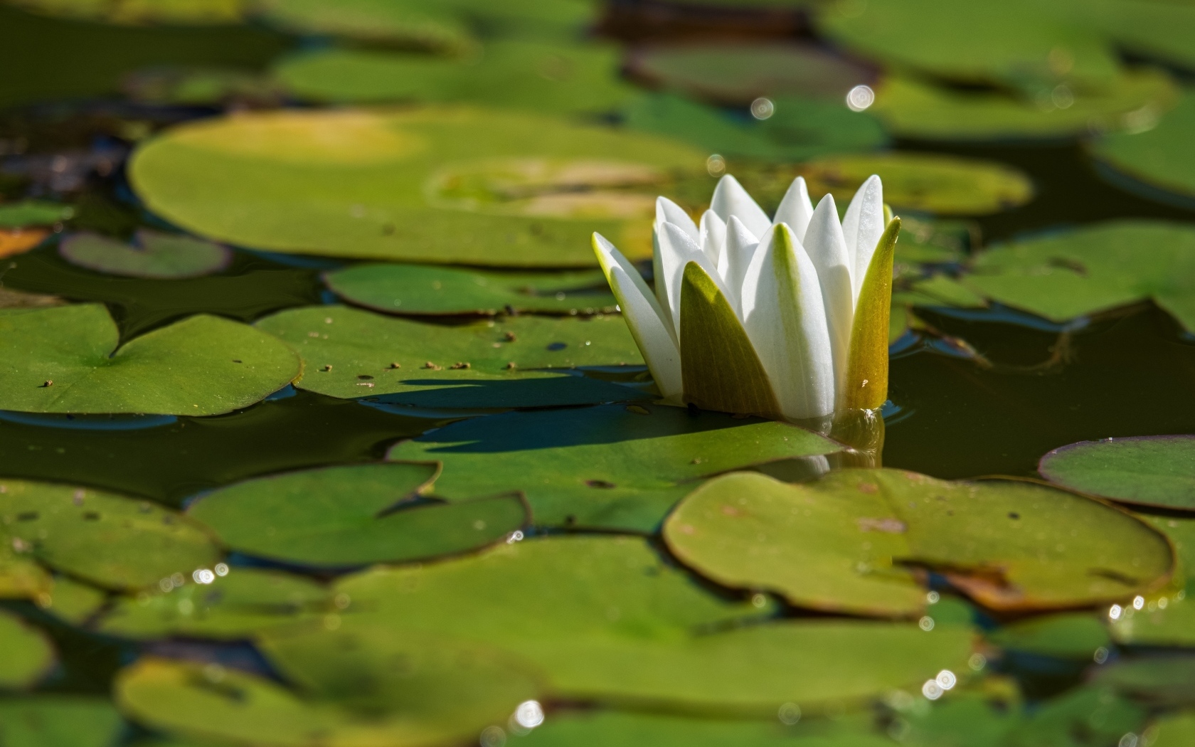 Белая водяная лилия распускается в пруду