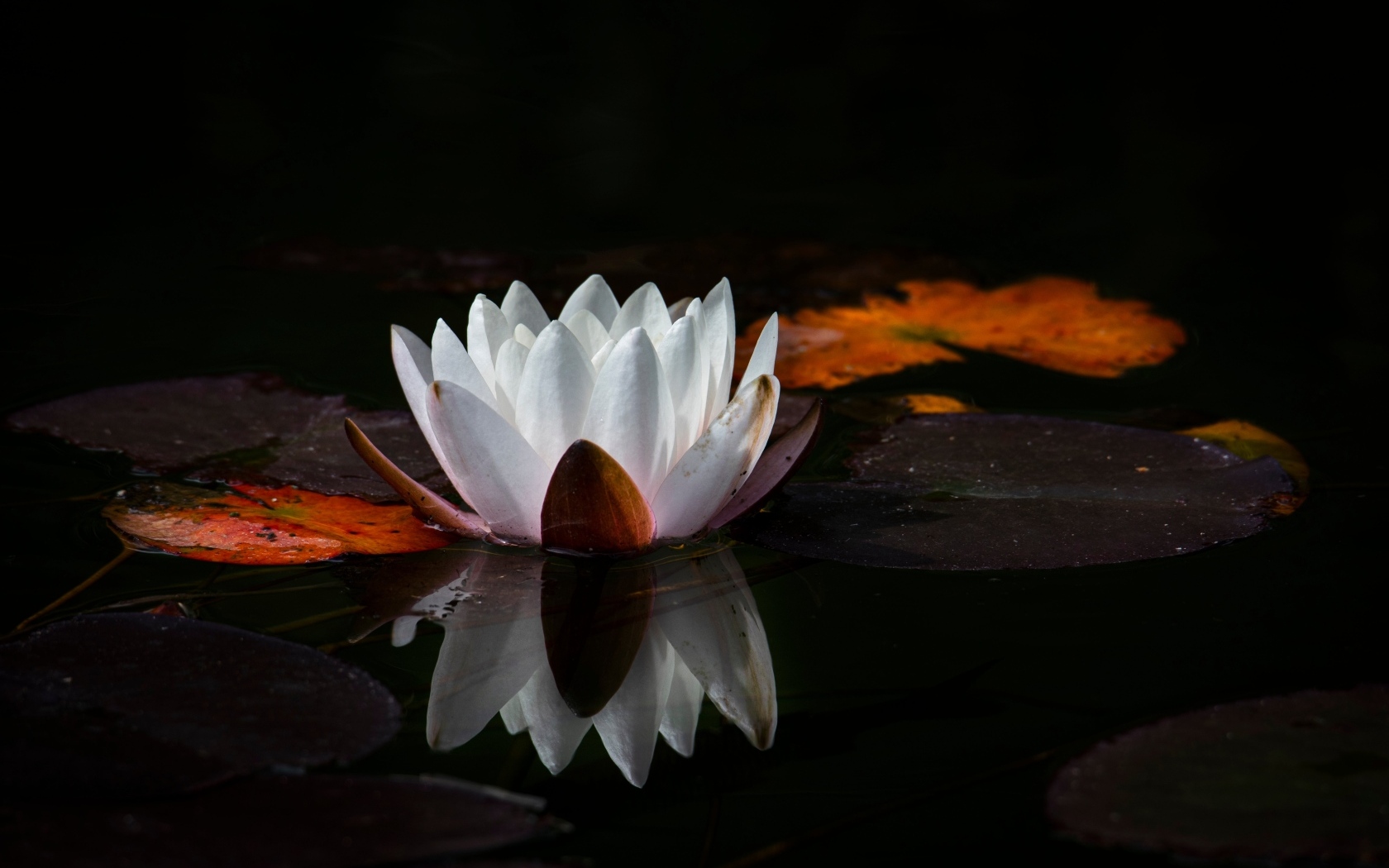 Белый цветок водяной лилии с большим зелеными листьями в пруду