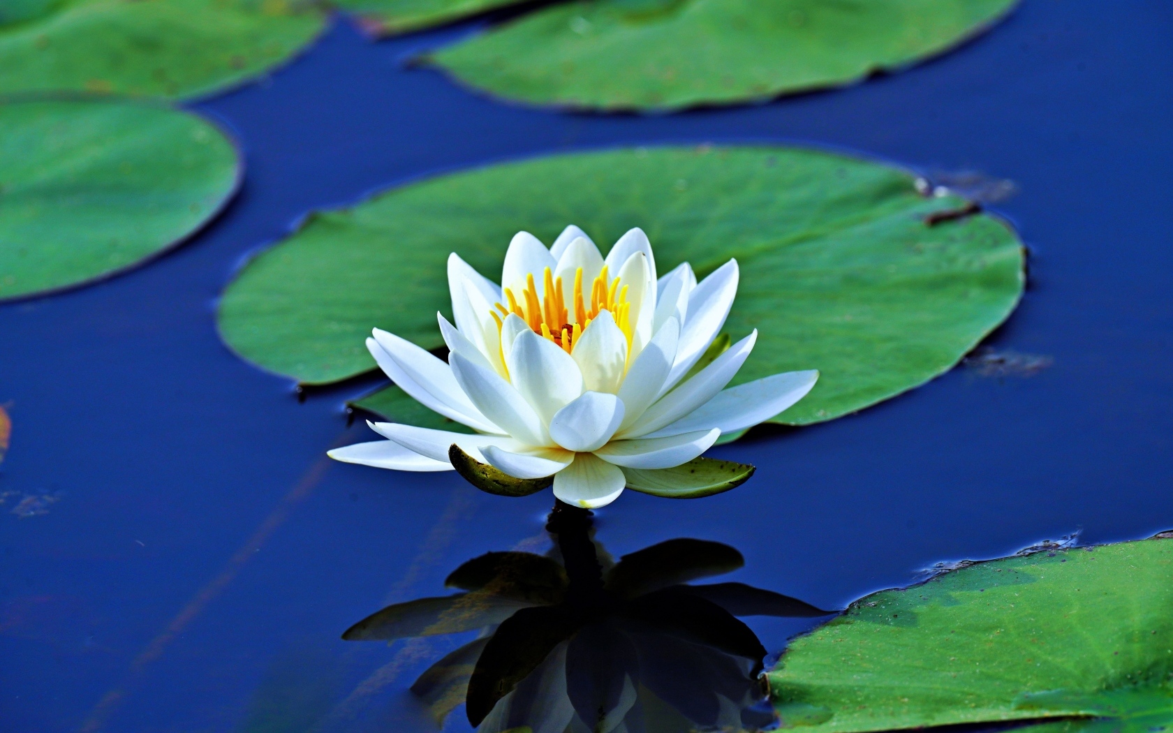 Белая водяная лилия с зелеными листьями растет в пруду