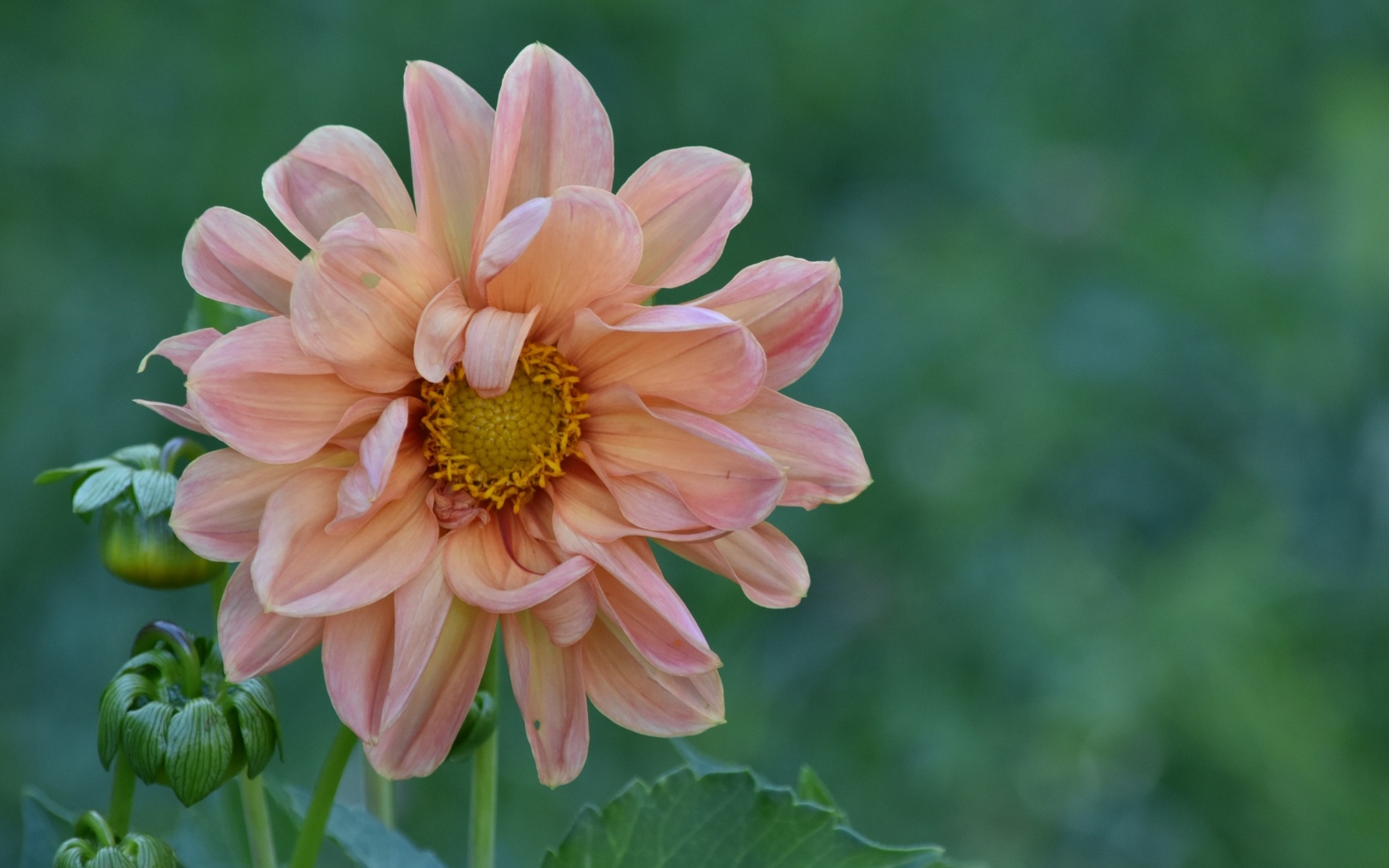 Увядшая розовая георгина на клумбе