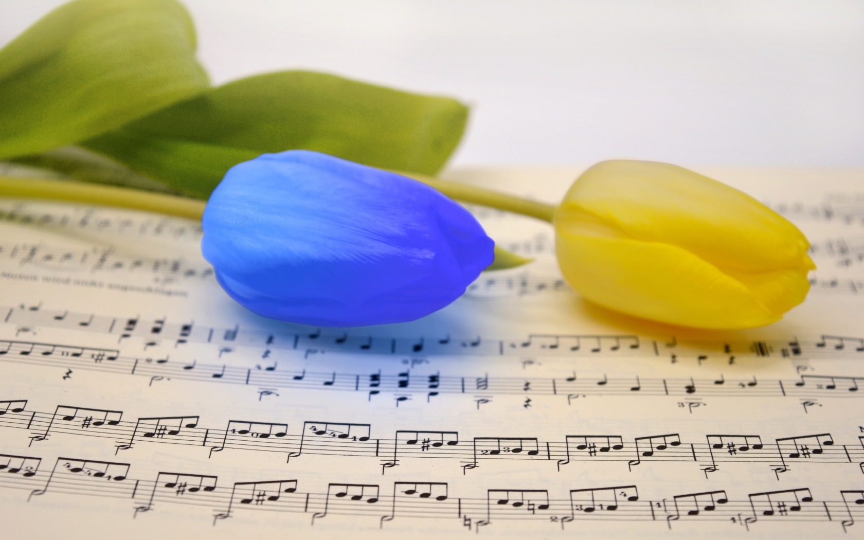 Желтый и синий тюльпан лежат на нотной тетради