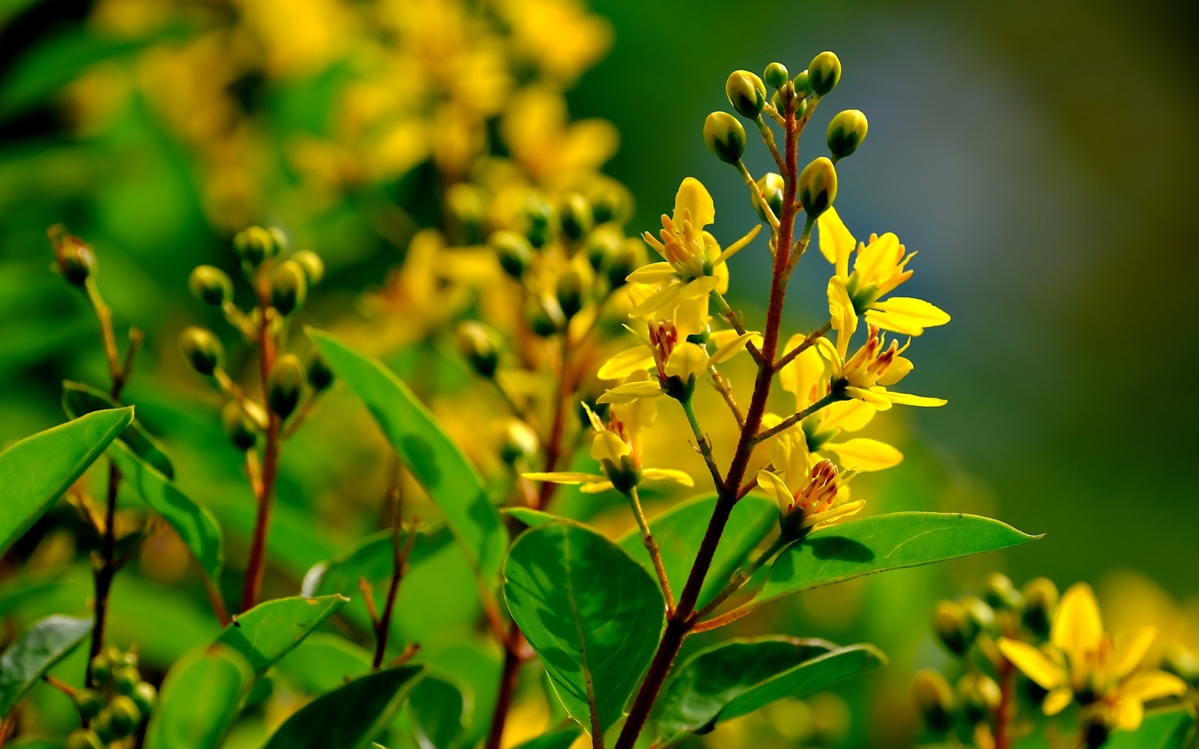 Желтые цветы на ветках