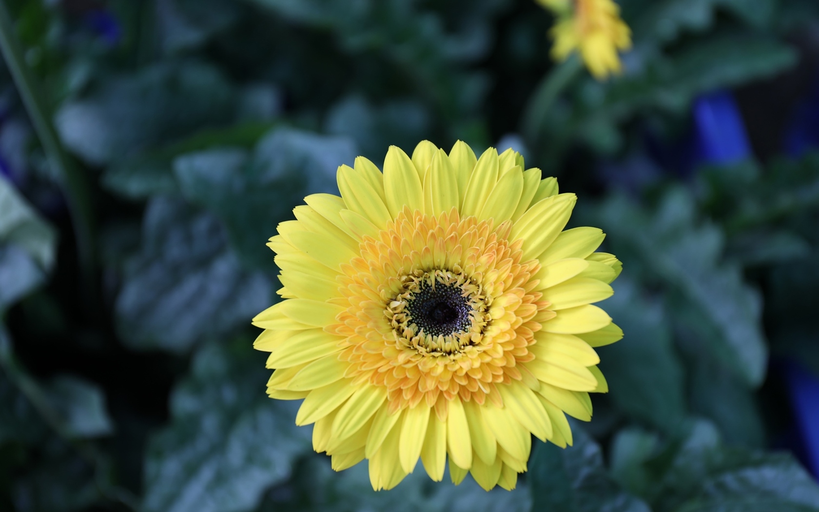 Желтый цветок герберы на клумбе крупным планом