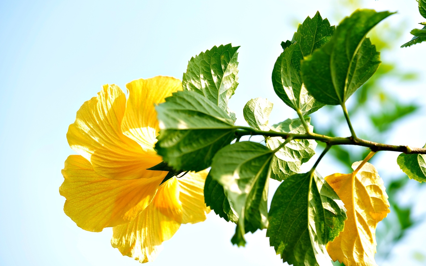 Желтый цветок гибискуса с зелеными листьями на ветке