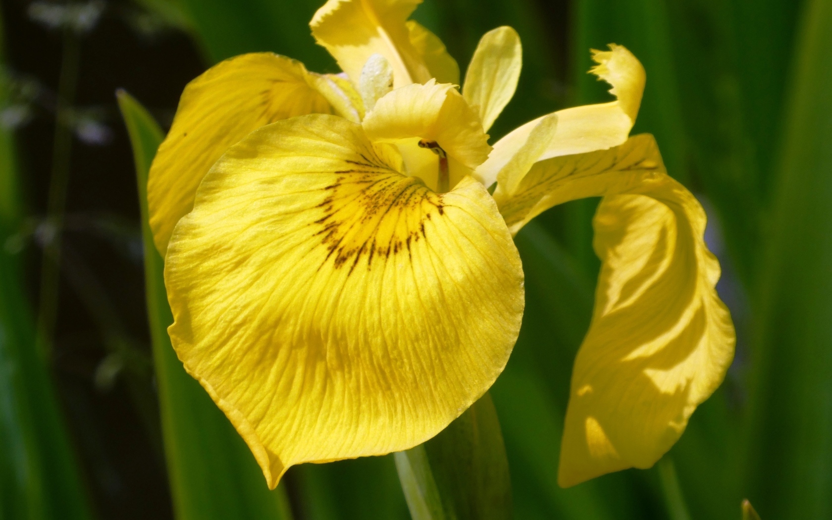 Желтый цветок ириса крупным планом