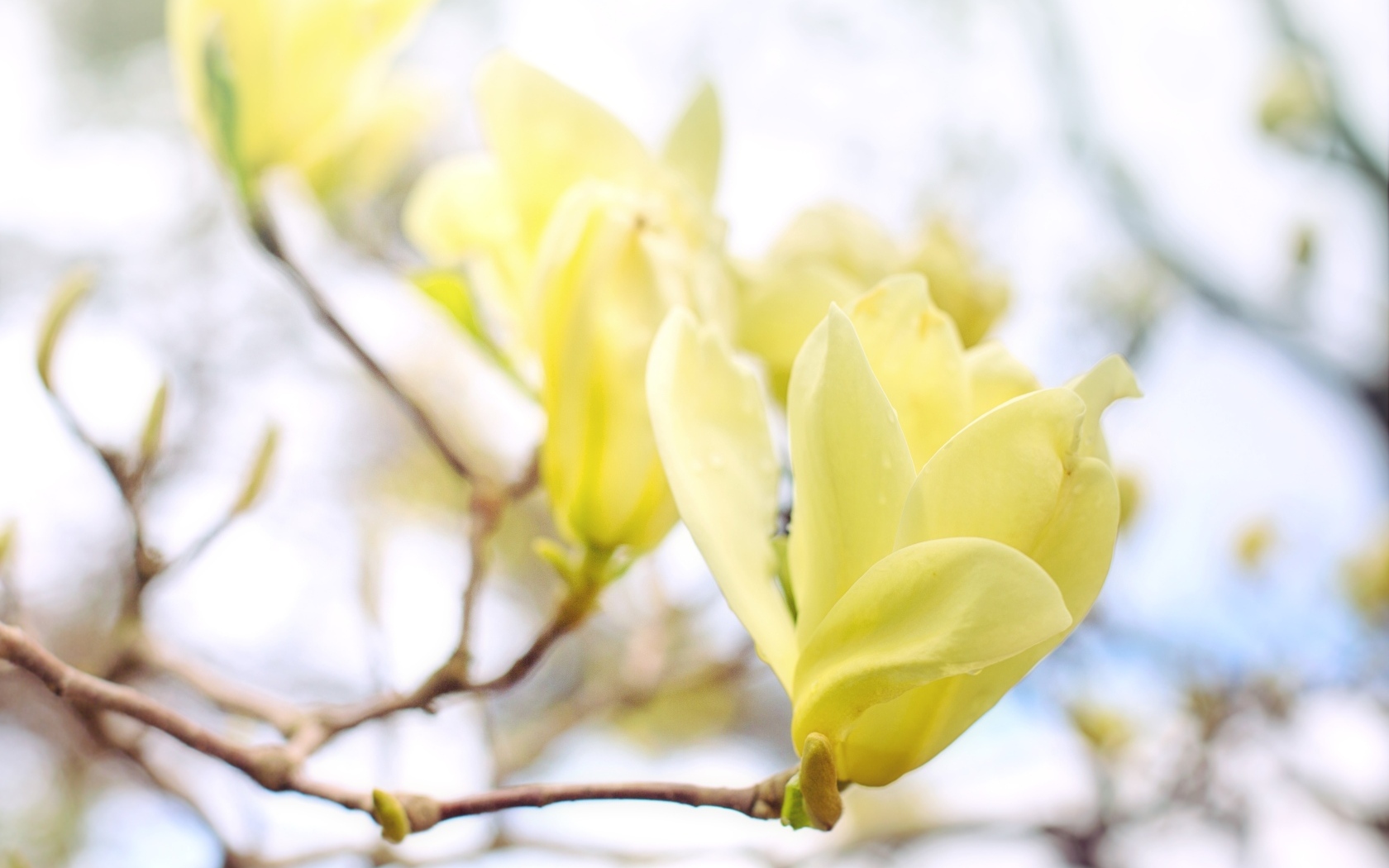 Желтые цветы магнолии на ветке дерева