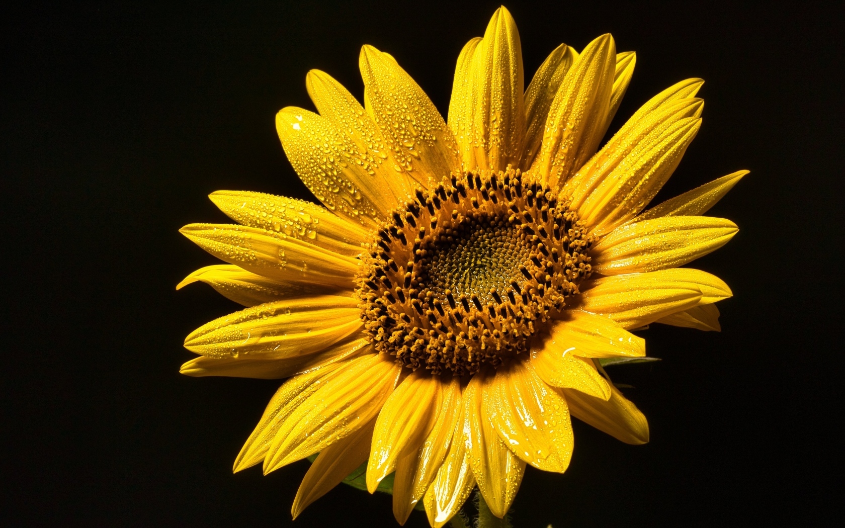 Желтый цветок подсолнуха на черном фоне