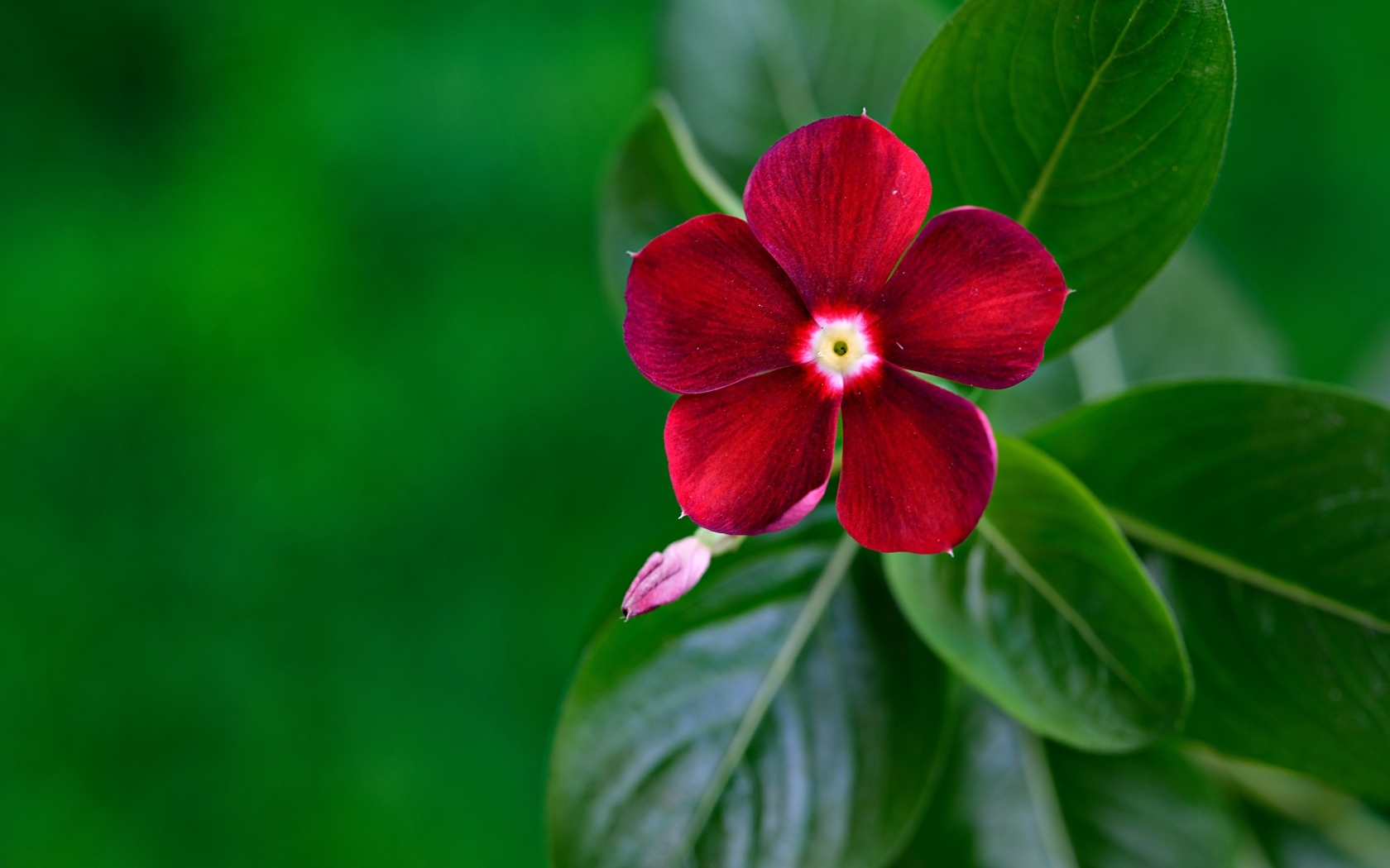 Красивый красный цветок барвинок