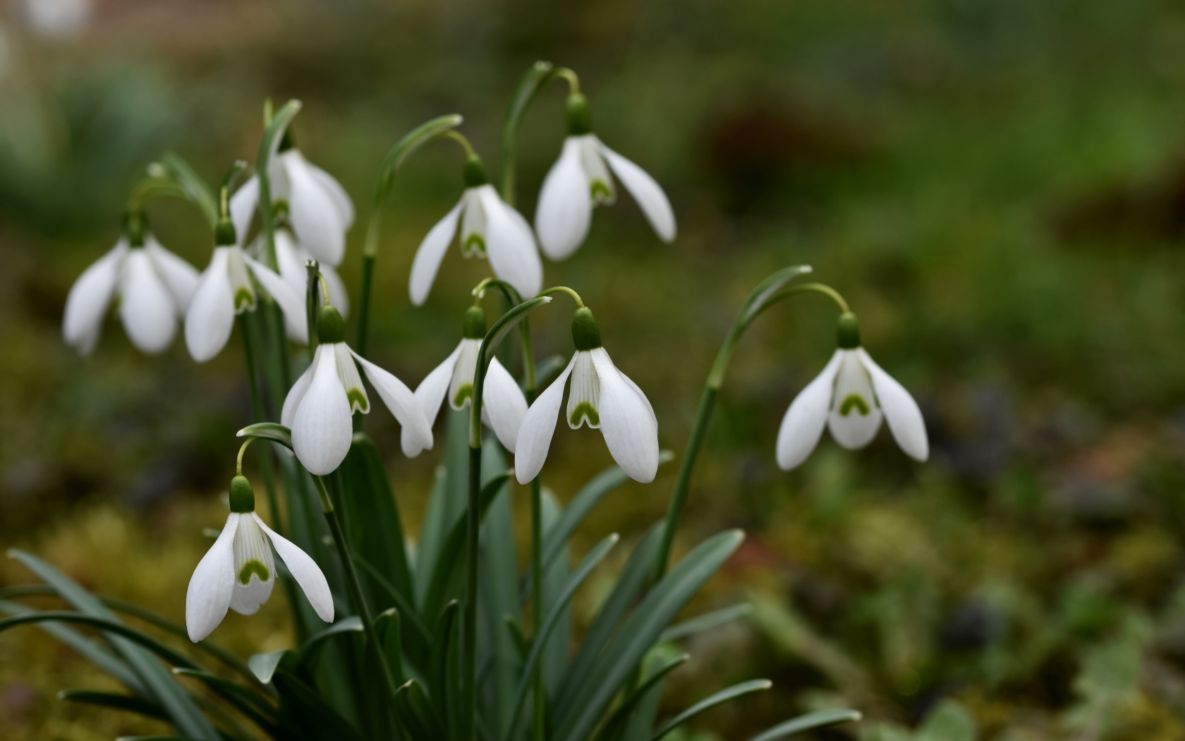 Маленькие цветы подснежника весной
