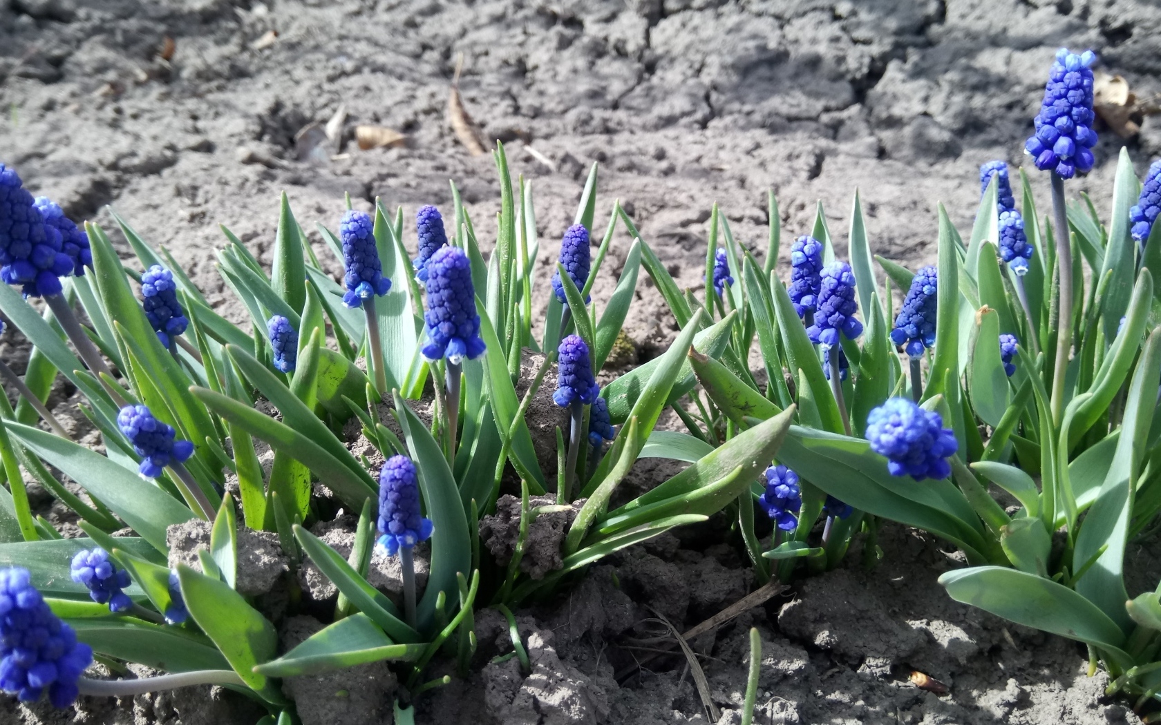 Маленькие весенние цветы мускарики