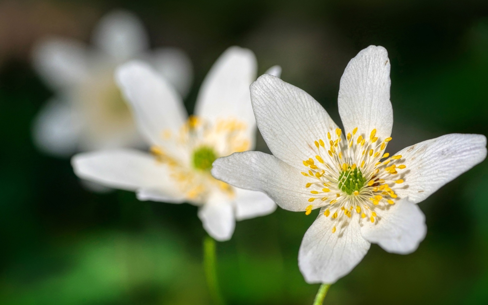 Маленькие белые цветы анемон