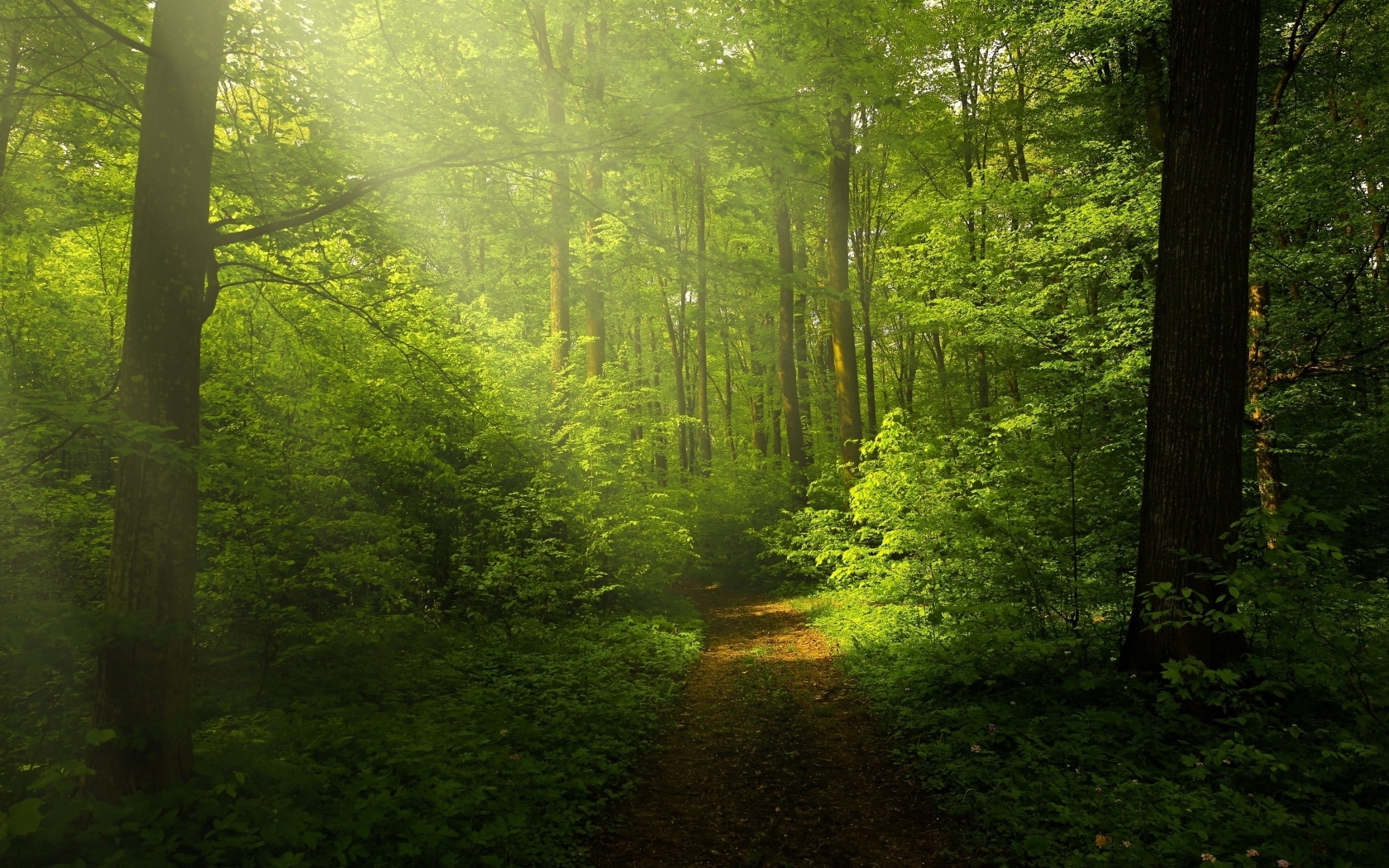 Холодный зеленый лес в лучах солнца