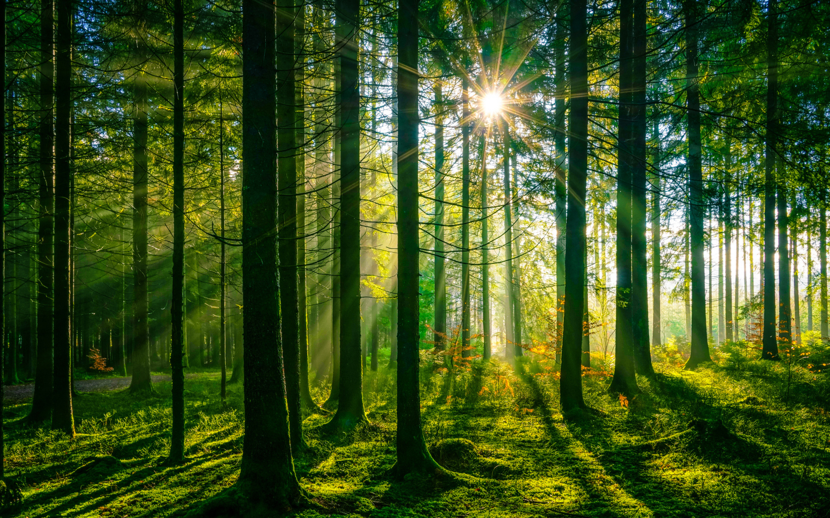 Лучи яркого солнца в покрытом мхом лесу