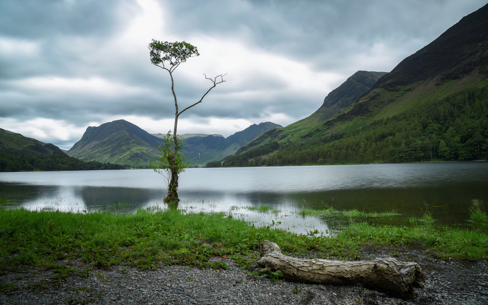 Одинокое дерево в холодном озере у горы