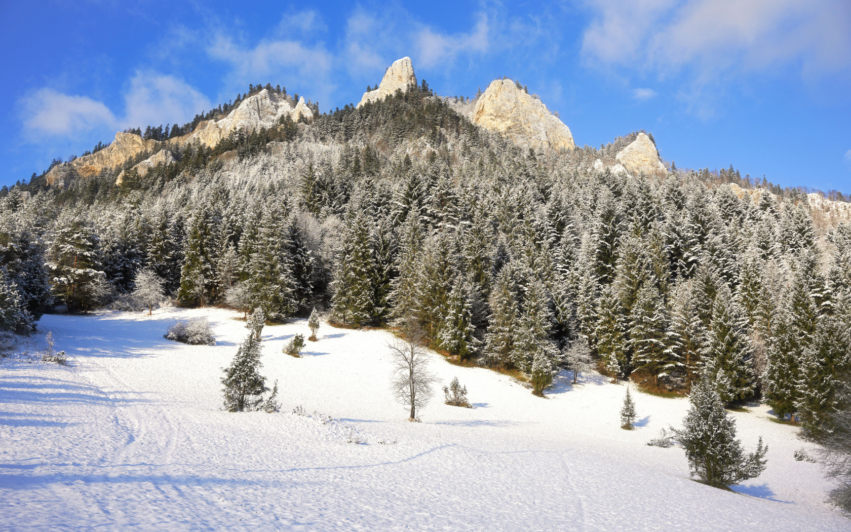 Заснеженные горы с зелеными елями в лучах солнца