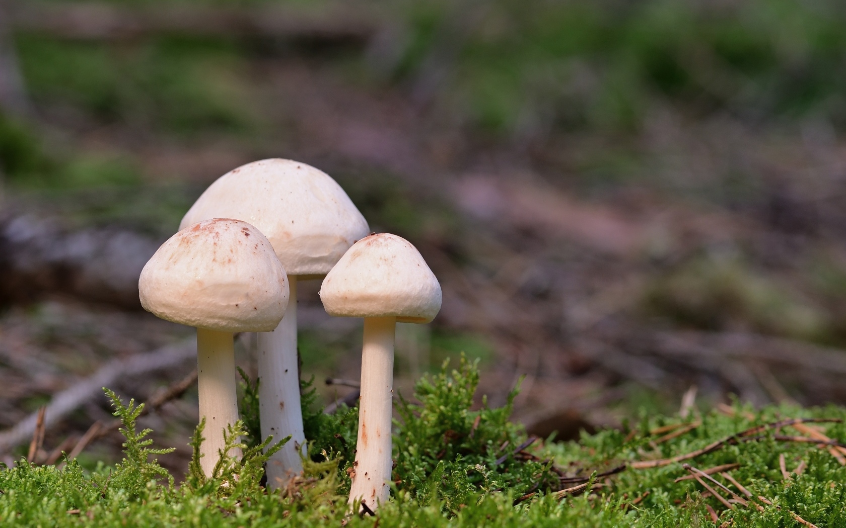 Три гриба белого цвета в зеленом мху