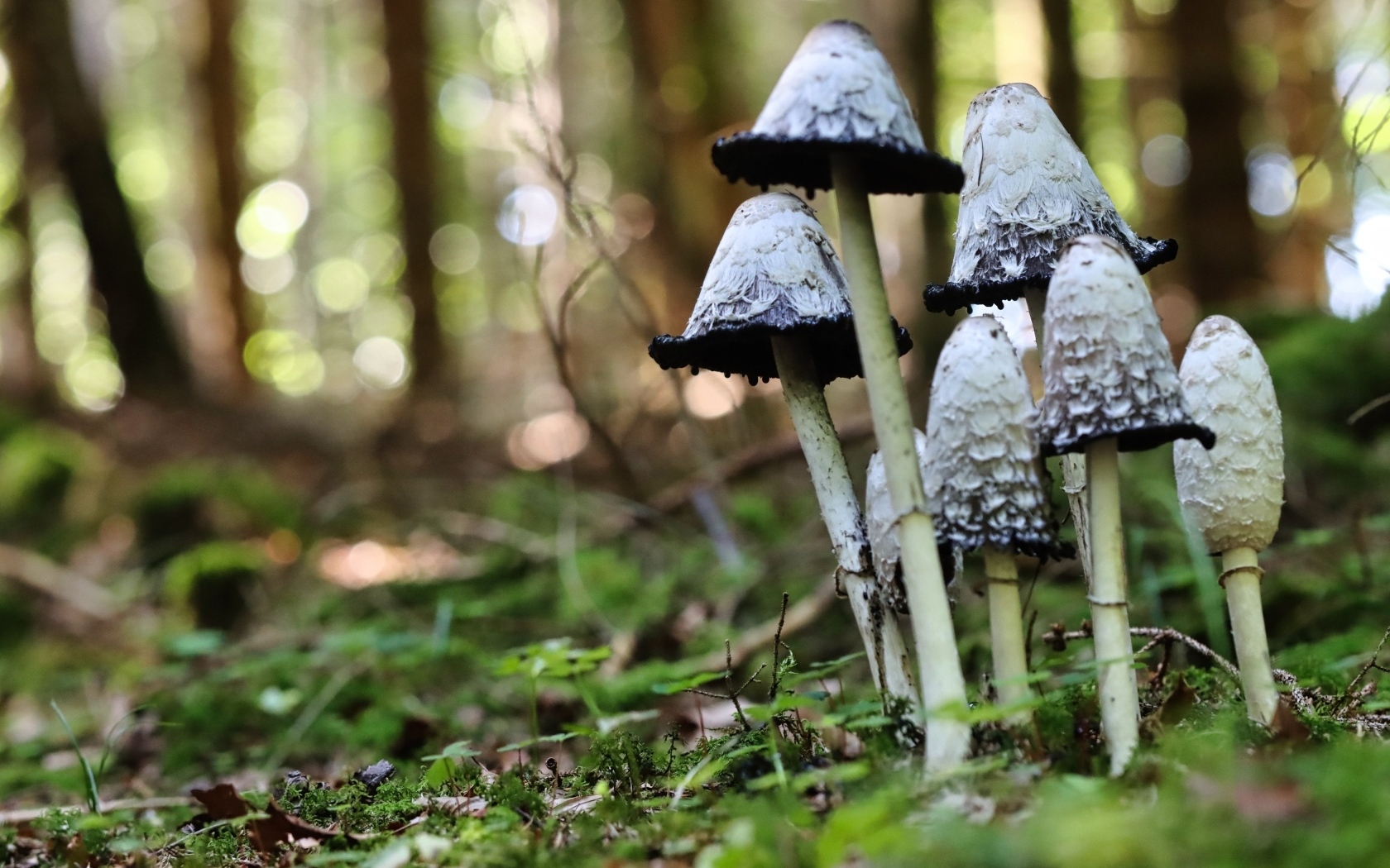 Грибы поганки растут в лесу