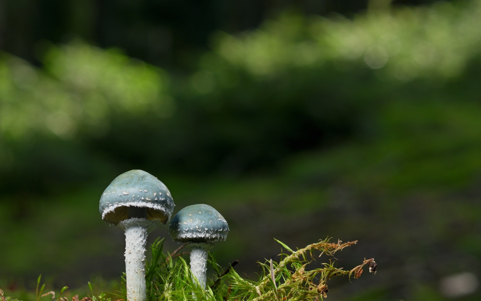 Два гриба и зеленый мох крупным планом