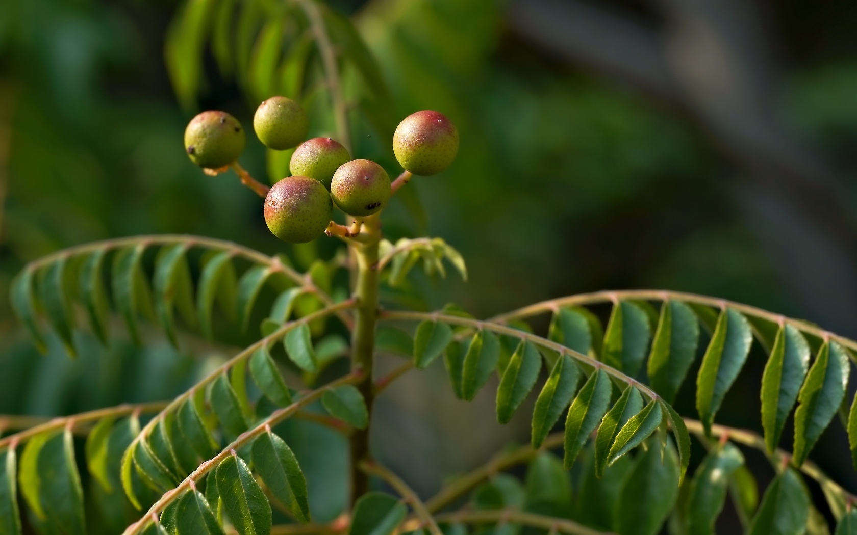 Ягода на ветке дерева с зелеными листьями